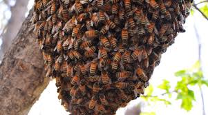 Bees on bee comb