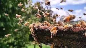 Bees in flight, migrating